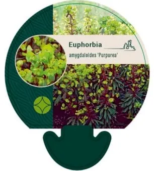 Spurge