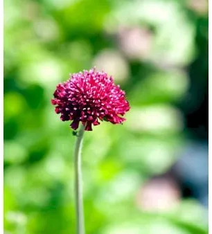 Scabious