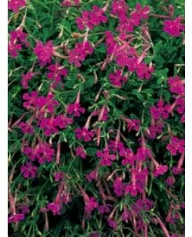 Autumn Catchfly