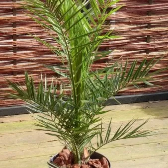 Phoenix palm
