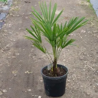 Chusan Palm